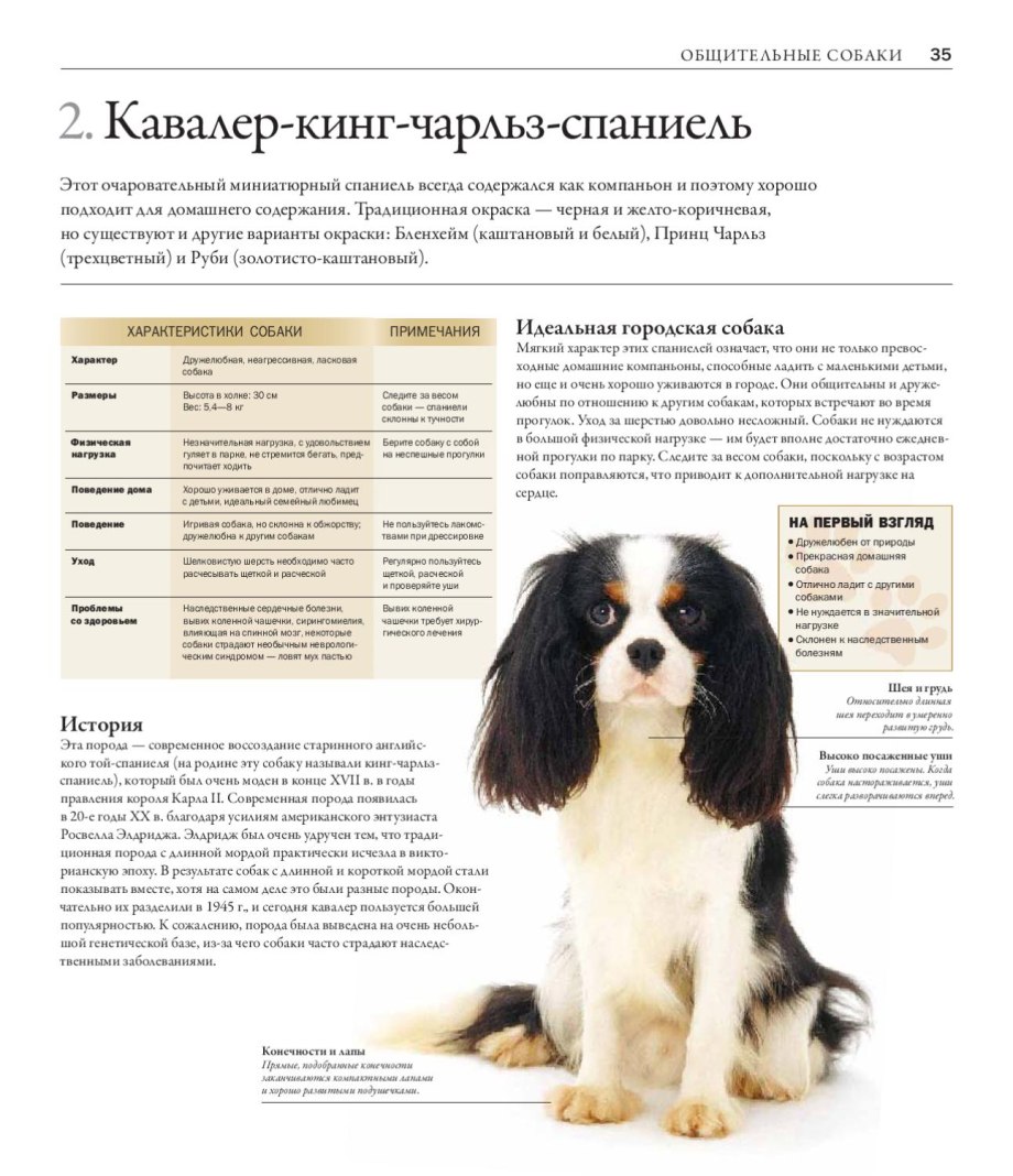 Большая энциклопедия. Собаки