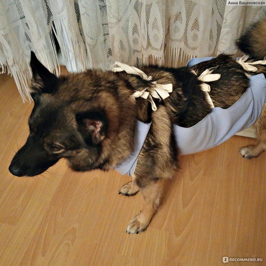 Кошка после стерилизации