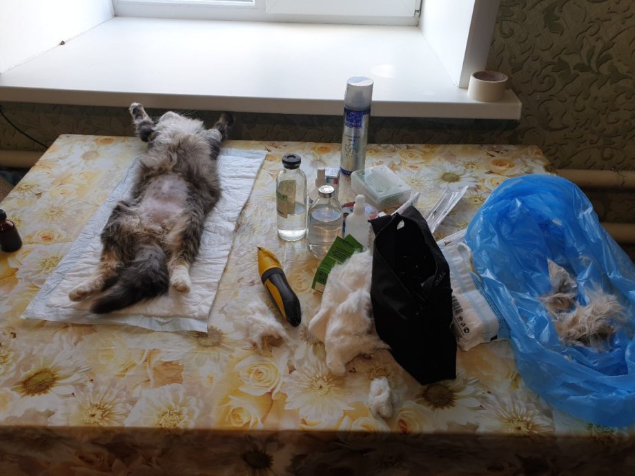 Стерилизация кошек и собак