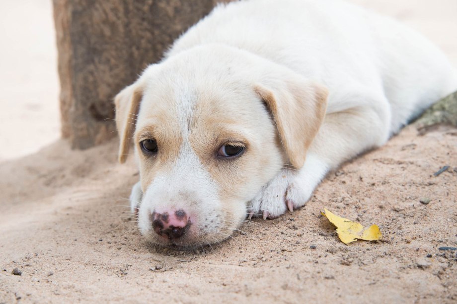 Unhappy Dog