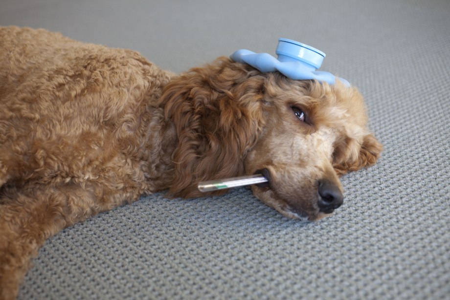 Dog temperature and Health
