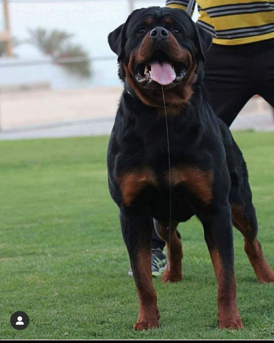 Giant Rottweiler