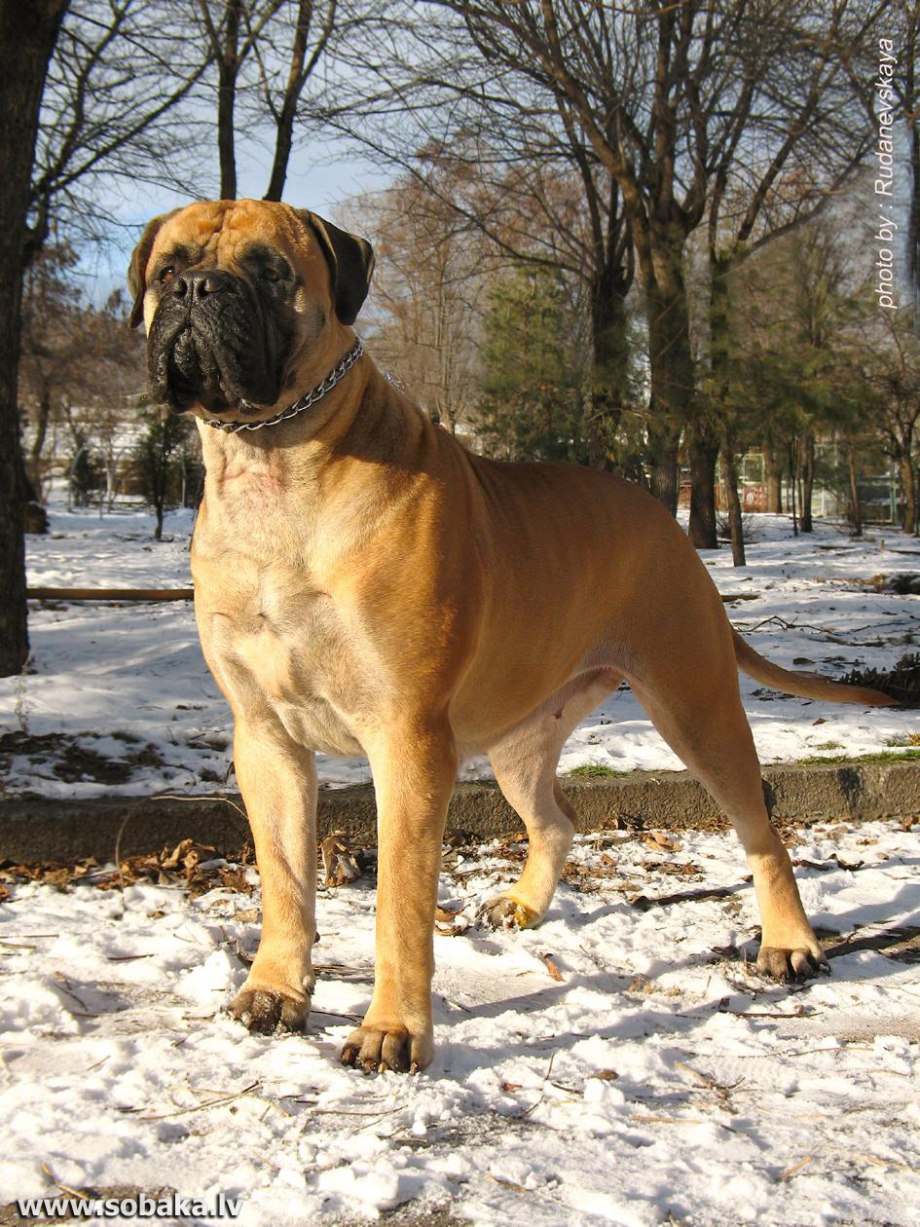 Кане Корсо рыжий
