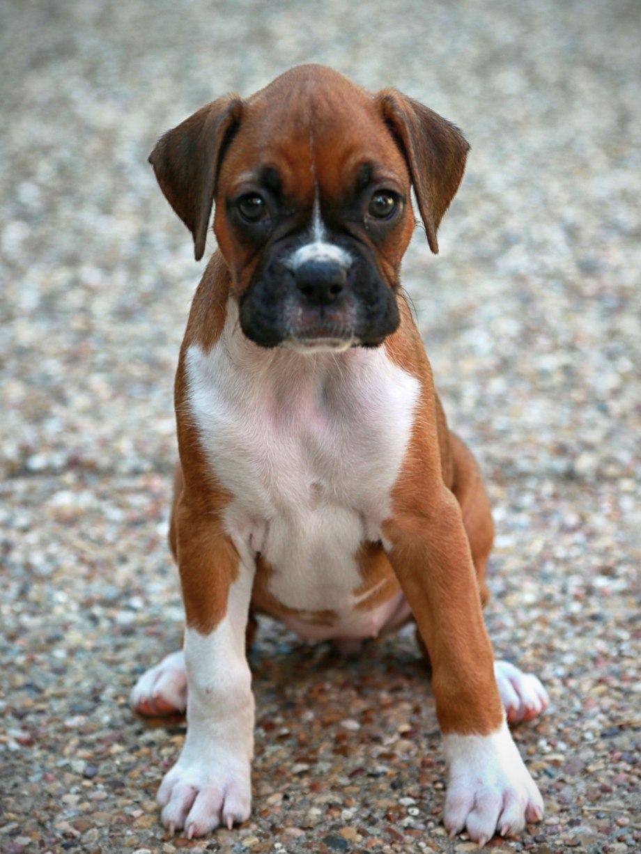 Boxer собака