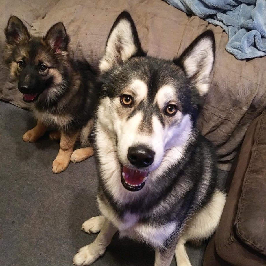Gerberian Shepsky