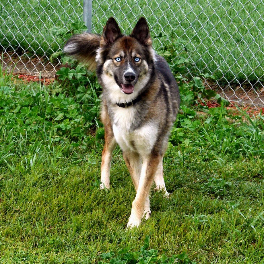 Gerberian Shepsky
