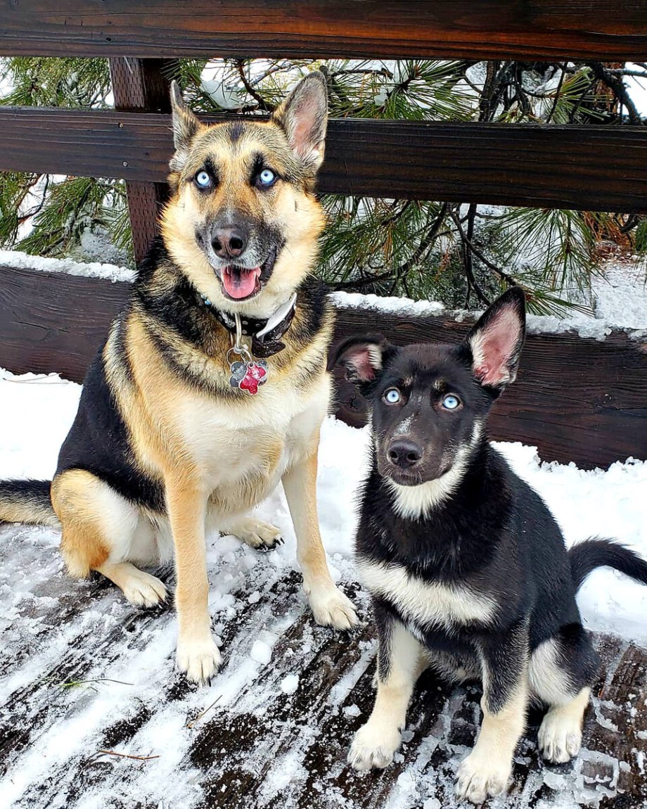 Alaskan Malamute Mix