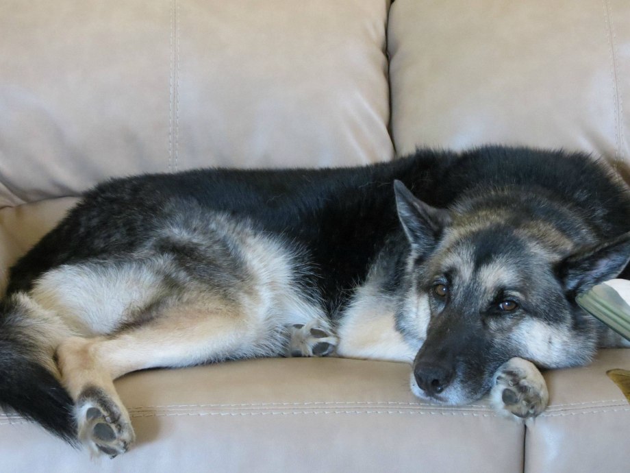 Gerberian Shepsky