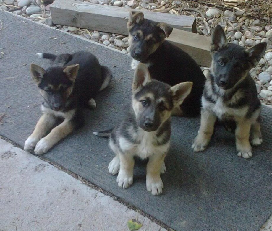 Gerberian Shepsky порода