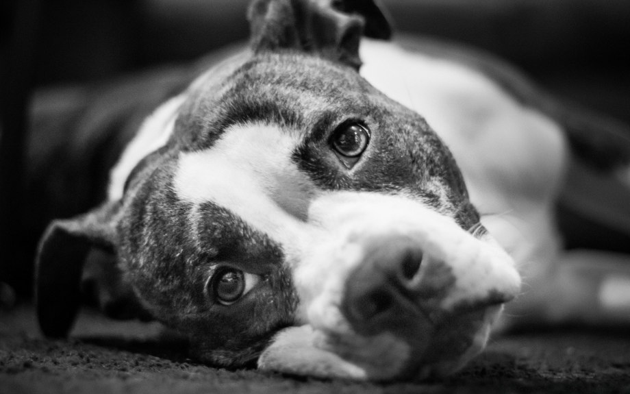 Pitbull sobaka