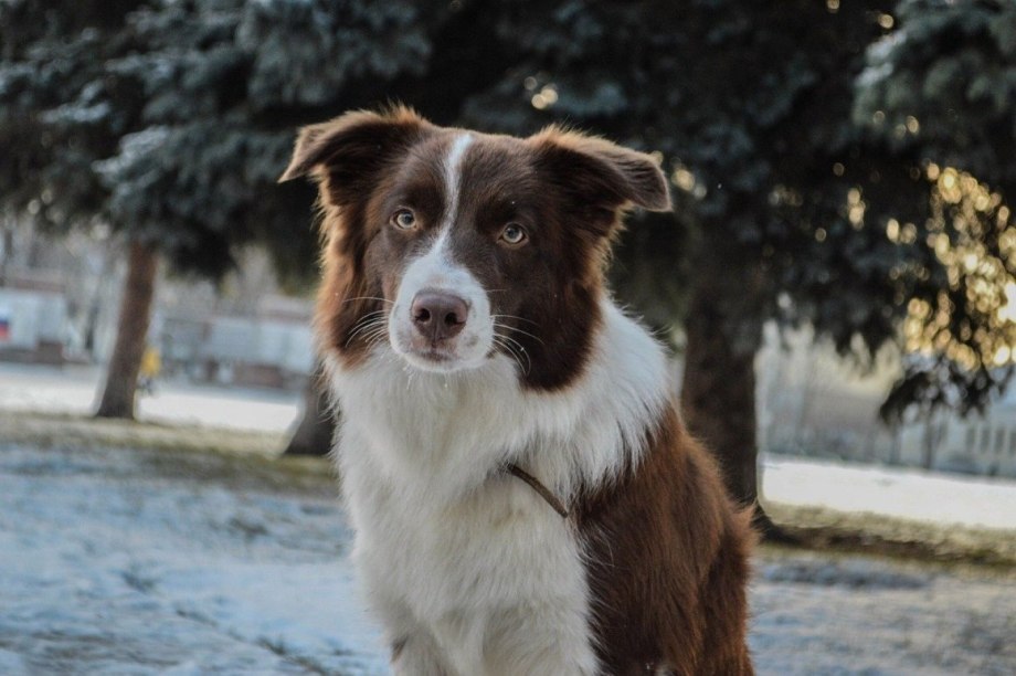Бордер колли короткошерстный