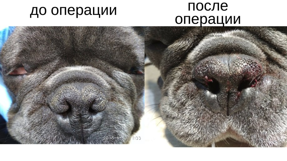 Брахицефалические собаки