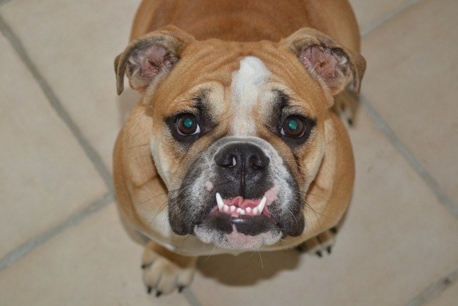 Brachycephalic Dog