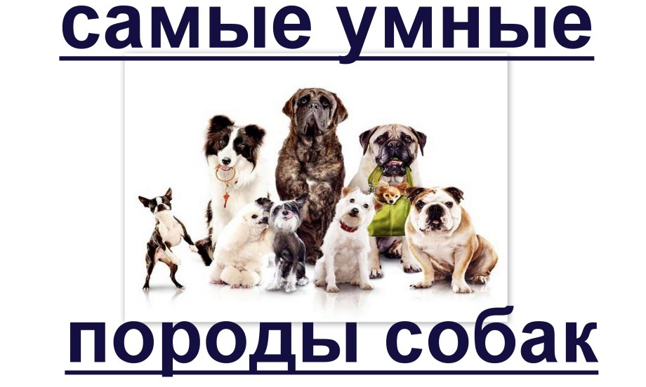 Список самых умных собак