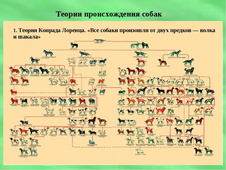 Эволюция пород собак