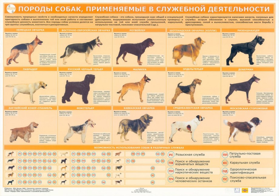 Атлас пород собак Найманова