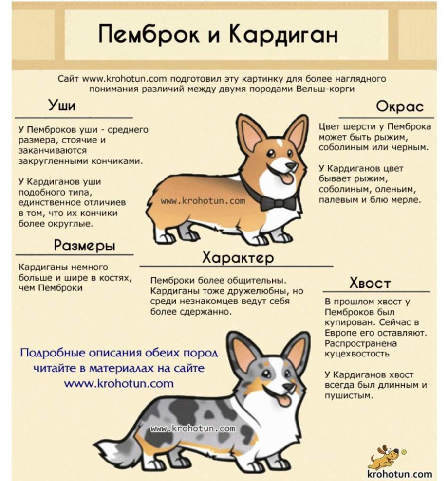Породы собак коллаж