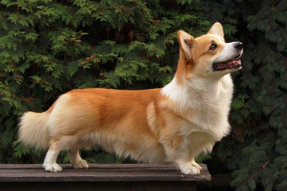Соболиный вельш корги