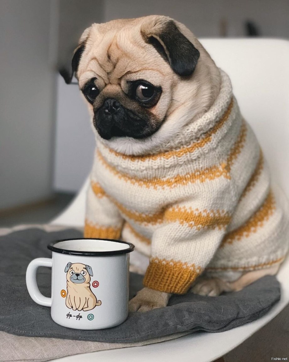 Мопс с кофе