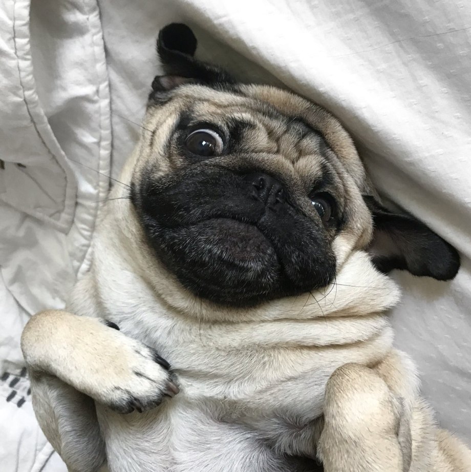 Тибетский Мопс