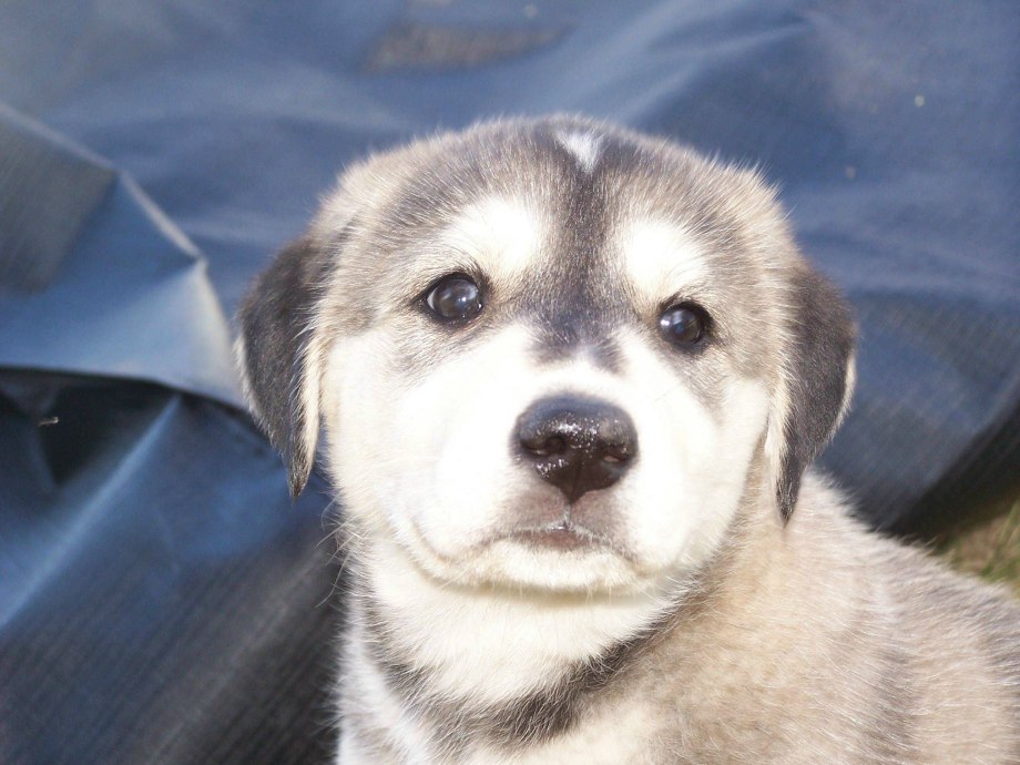 Лабрадорские хаски(Labrador Husky)
