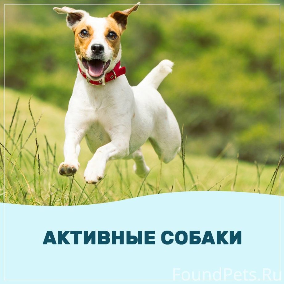 Американский Джек Рассел терьер