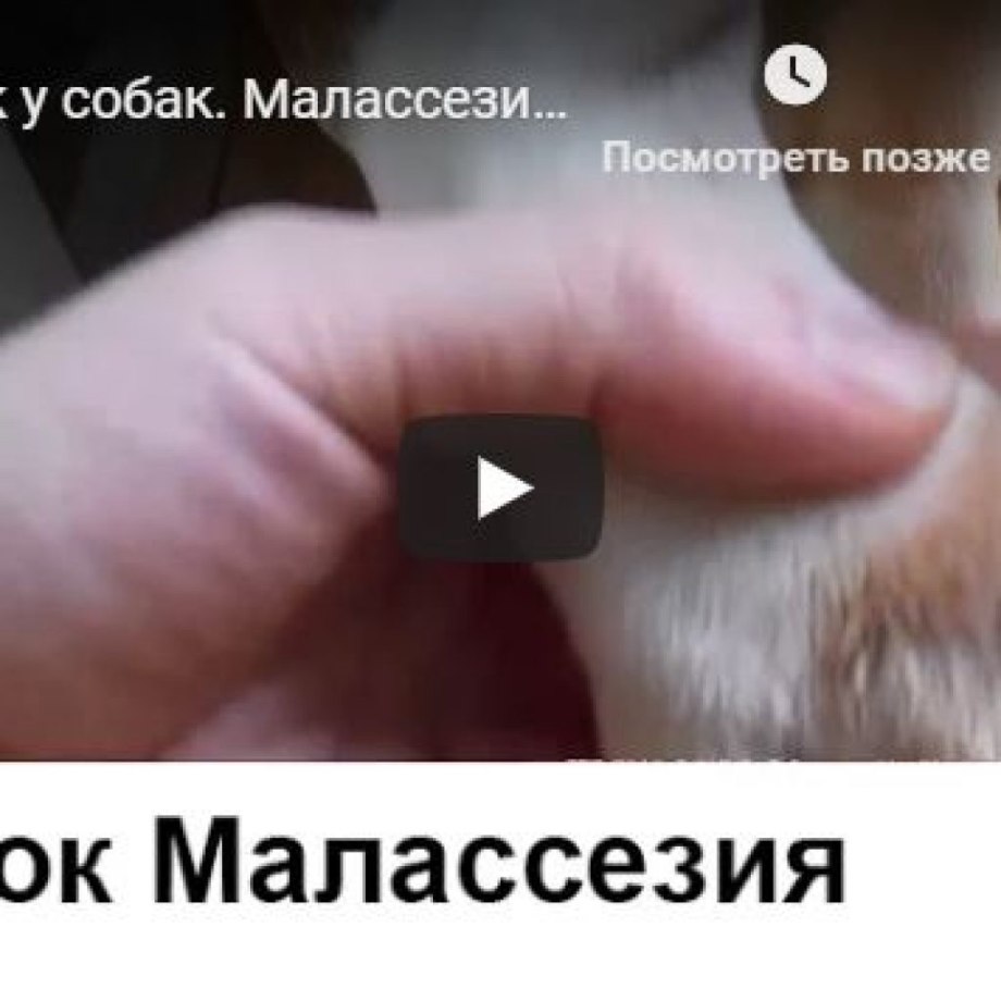 Собачьи кожные болезни