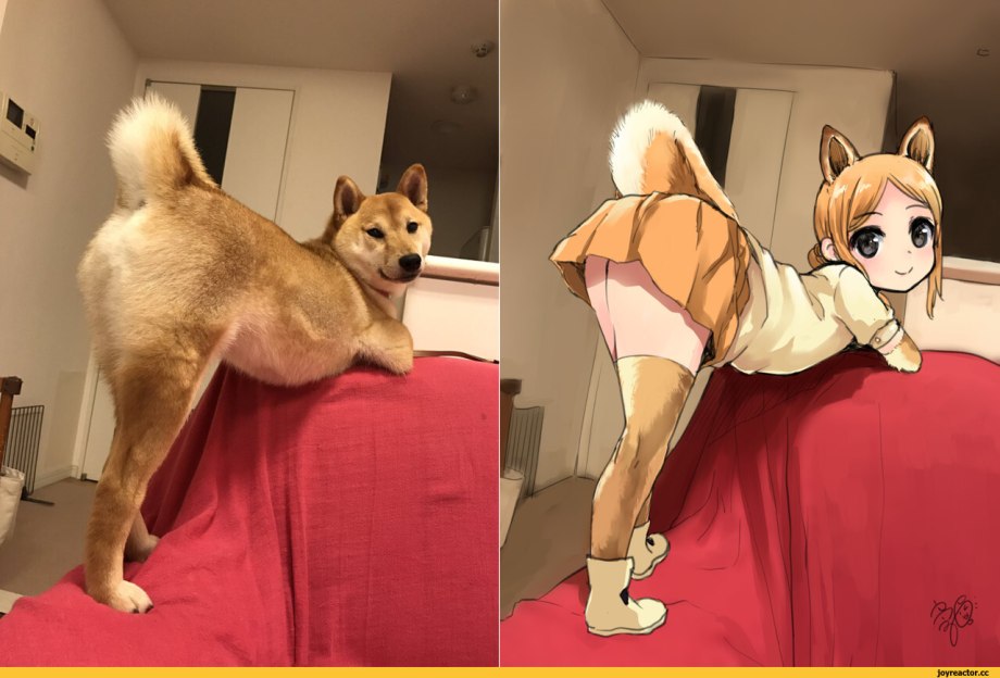 Сиба ину хуманизация