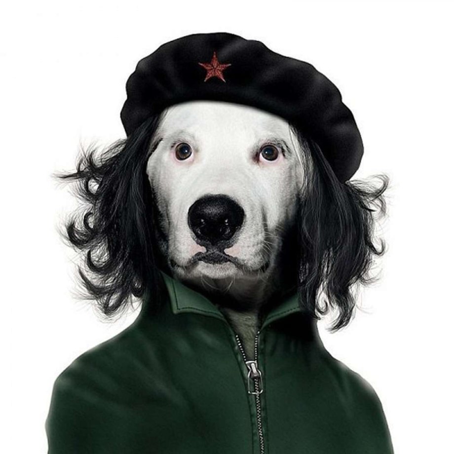 Образ собаки