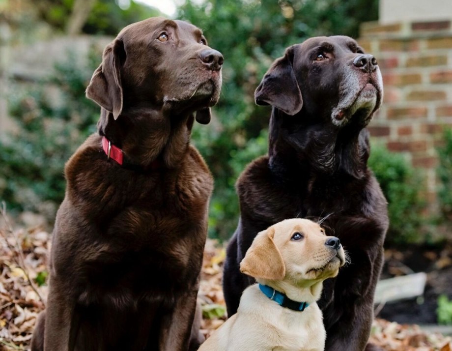Лабрадор Retriever