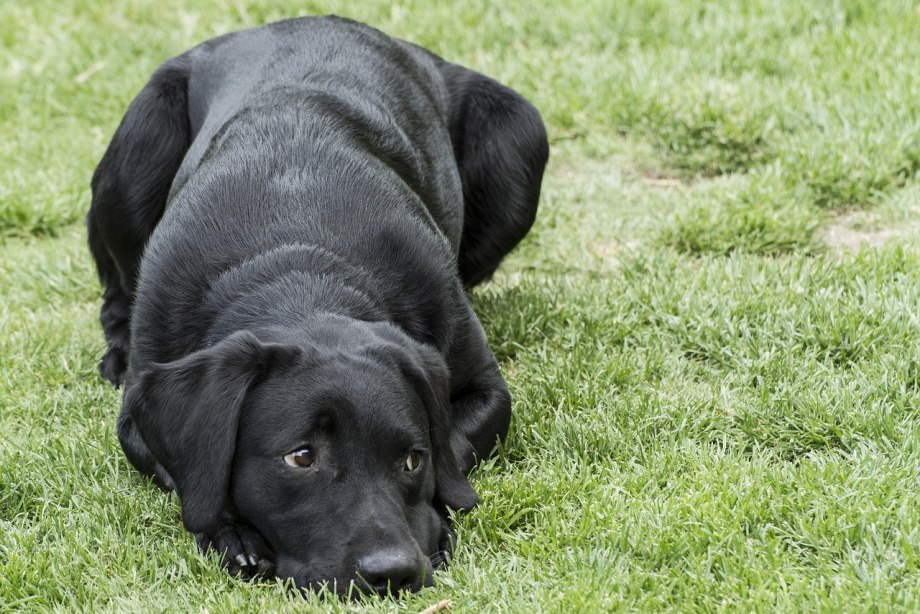 Лабрадор Retriever