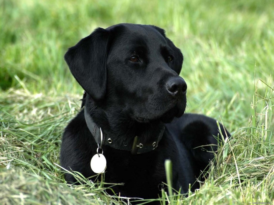 Labrador Retriever щенок