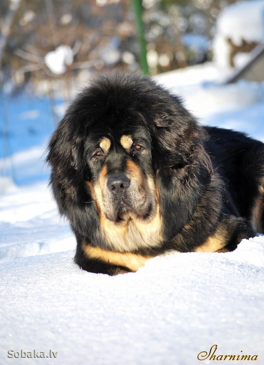 Сибирский мастиф