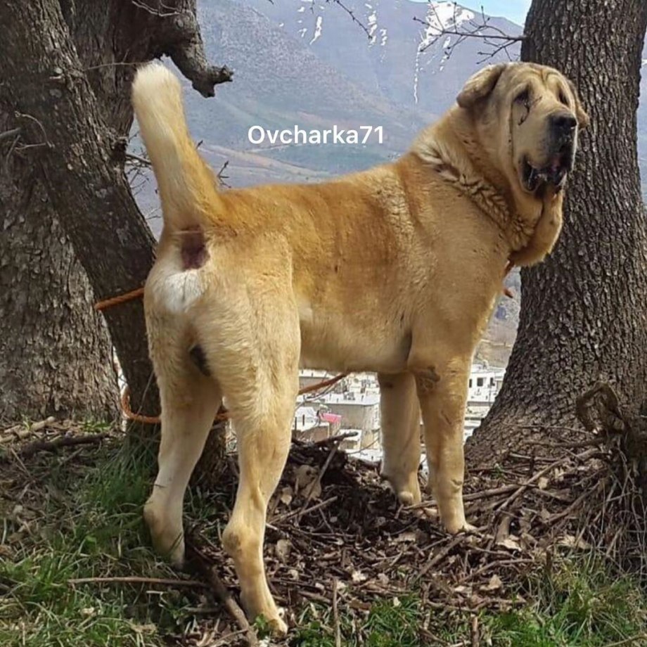 Египетский мастиф