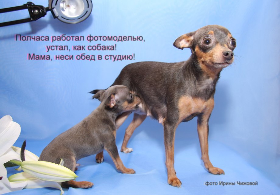Мраморный той терьер