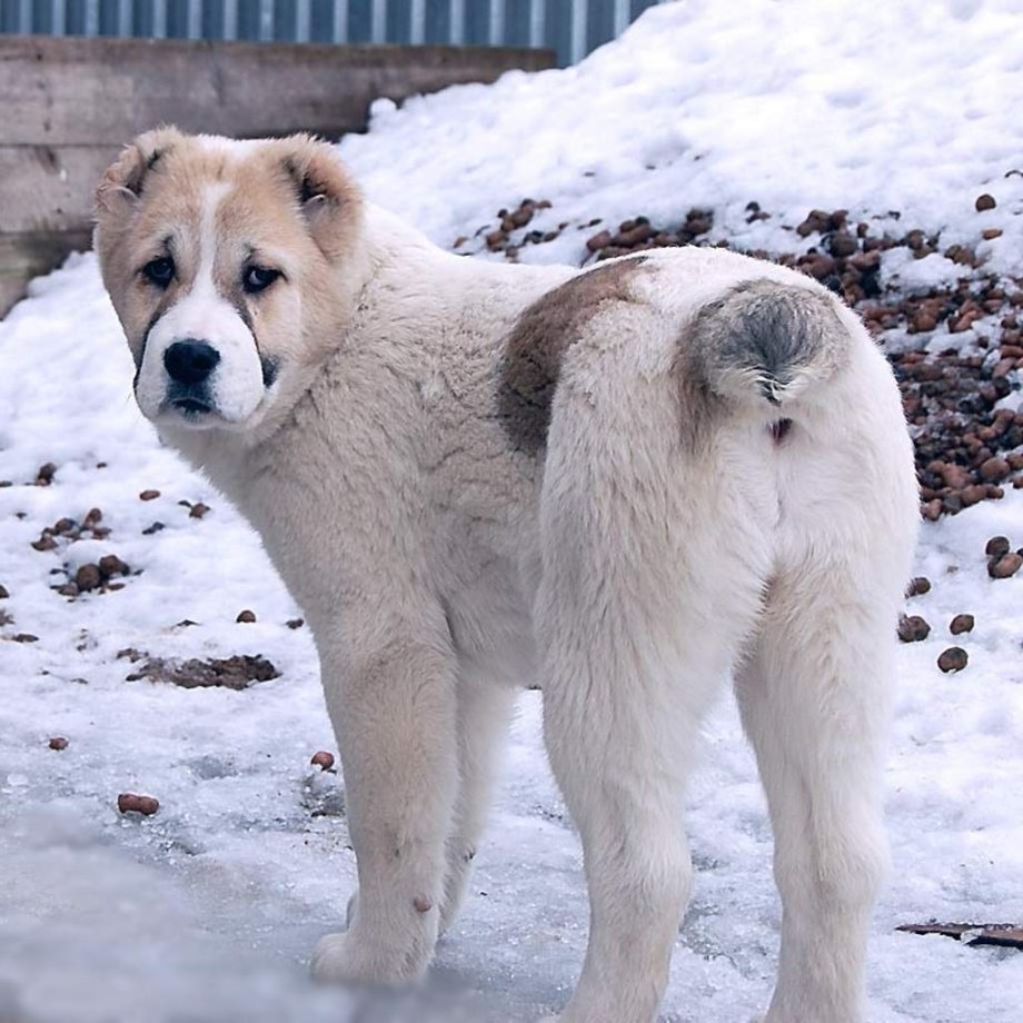 Алабай мохнатый