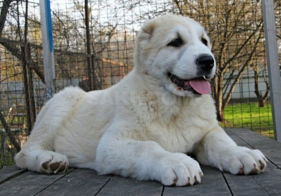 Длинномордый алабай