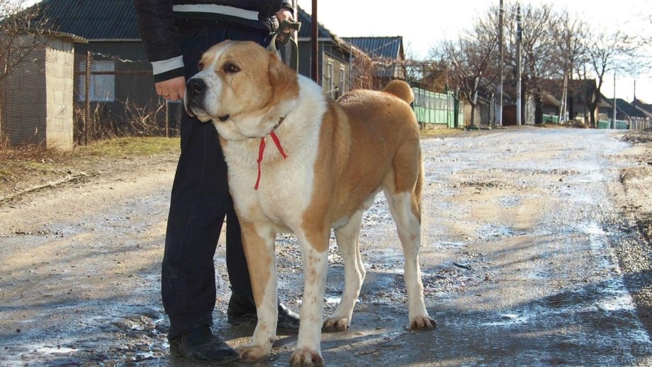 Алабай на выставке