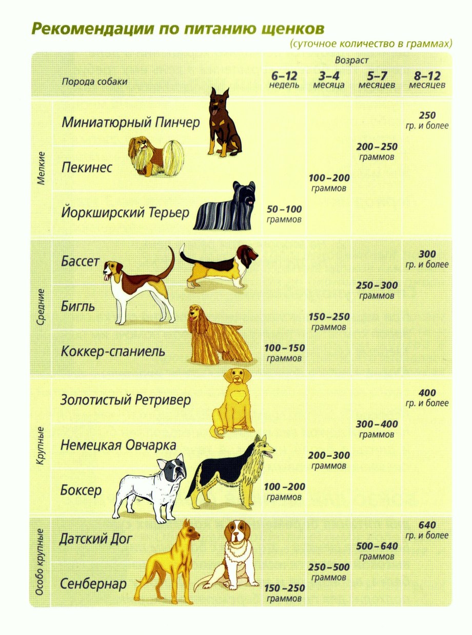 Схема кормления щенка по месяцам