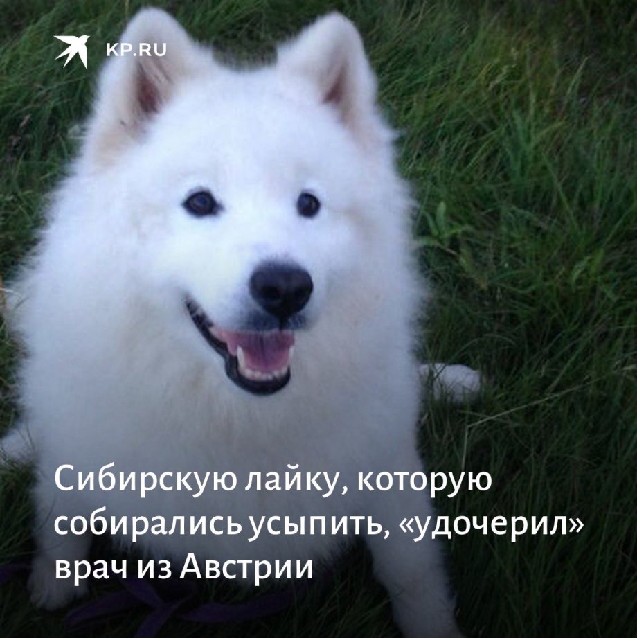 Эскимосский шпиц щенок