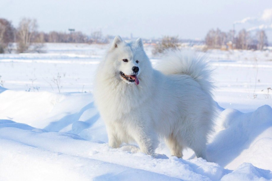Лайка самоед