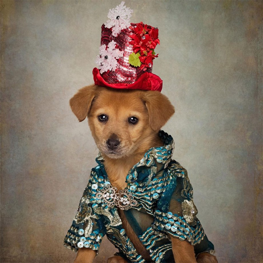 Чихуахуа Королева