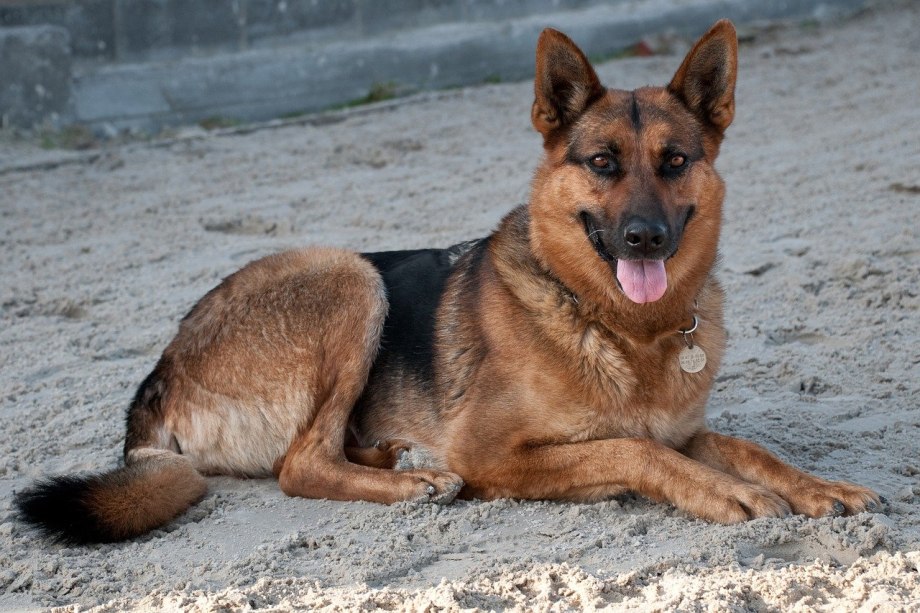 German Shepherd немецкая овчарка