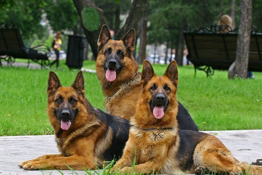 2 Овчарки