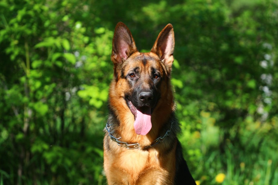 German Shepherd немецкая овчарка