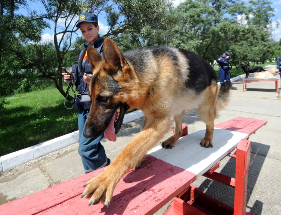 Кинологи МЧС на службе