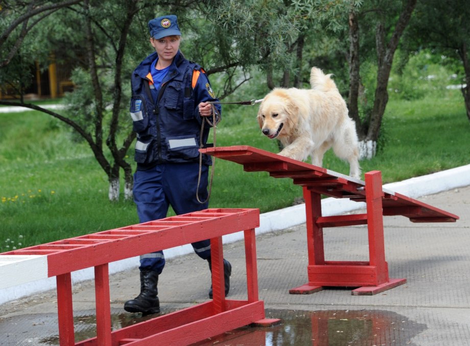 Собаки на службе