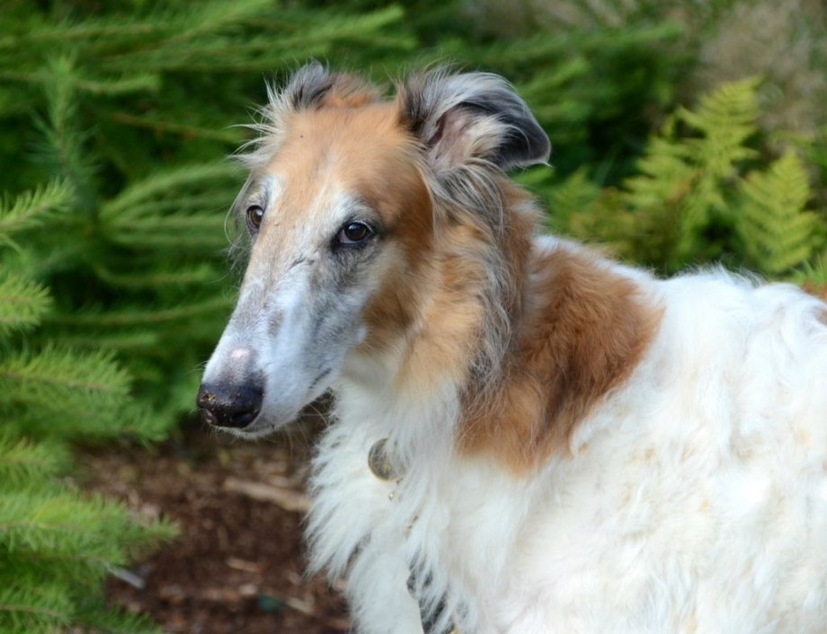 Borzoi (Russian Wolfhound)