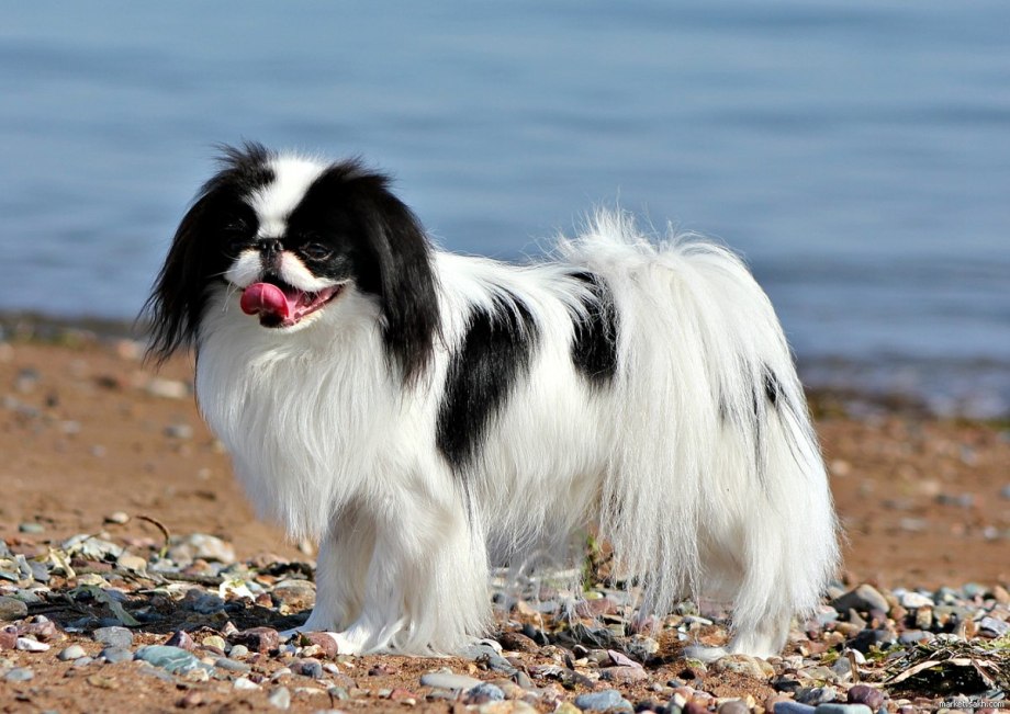 Японский Хин (японский спаниель).