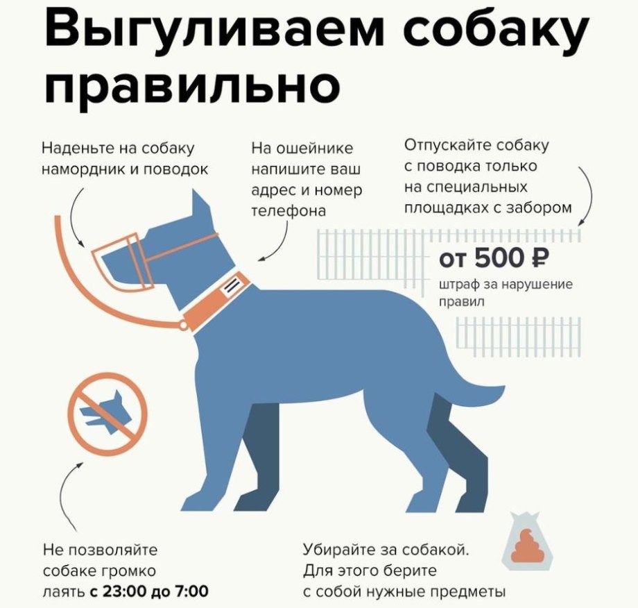 День выгульщиков собак